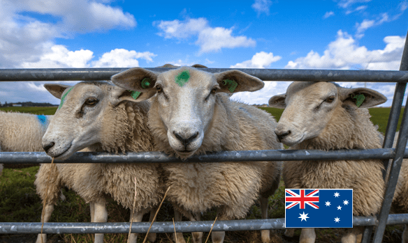 Emydex’s Cutting-Edge Technology for Sheep tracking with
NLIS.