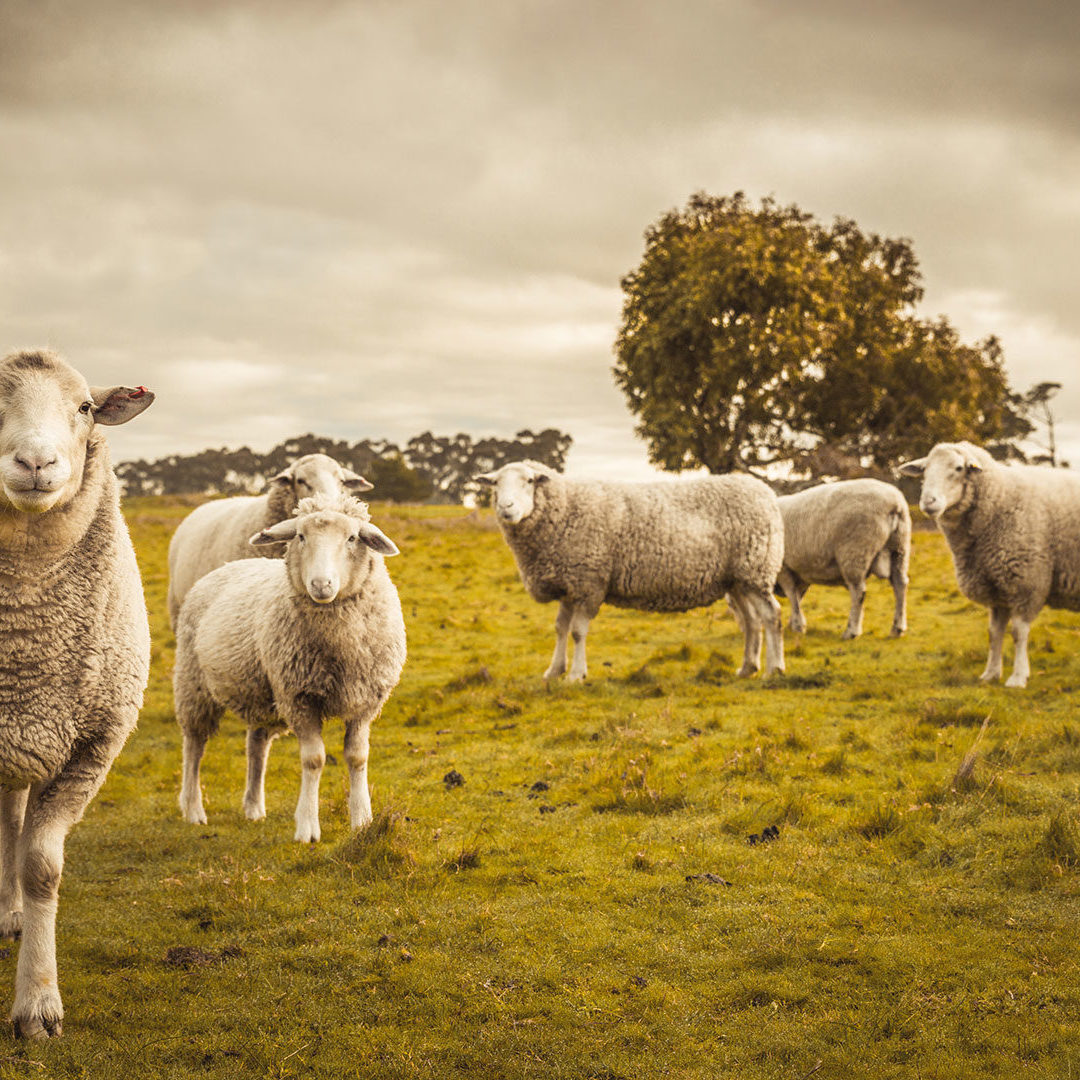 Emydex Lamb Industry