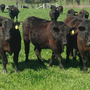 central_agri_group_img_profile central_agri_group_img_profile